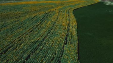 Güneşli yaz gününde ayçiçeği tarlasında hava aracı görüntüsü.