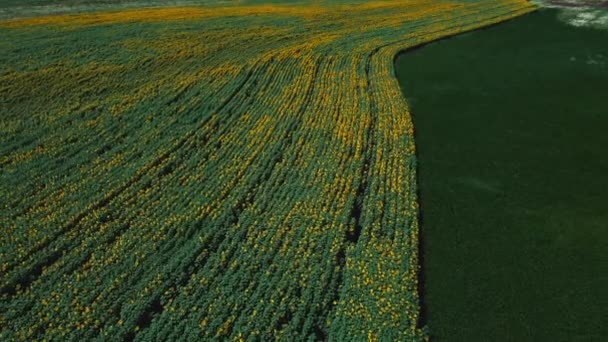 Aerial drone view flight over sunflower field on sunny summer day. — Stock Video