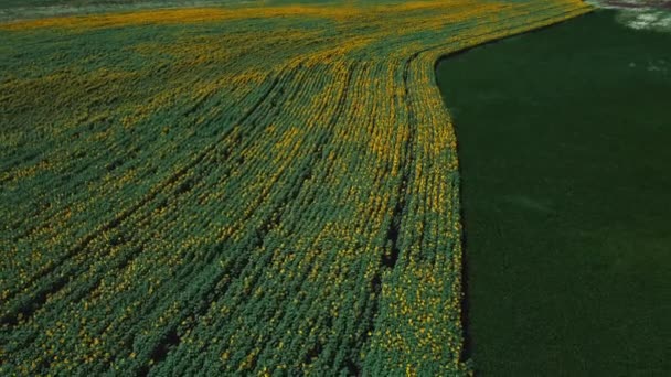 Luchtfoto drone uitzicht vlucht over zonnebloemenveld op zonnige zomerdag. — Stockvideo