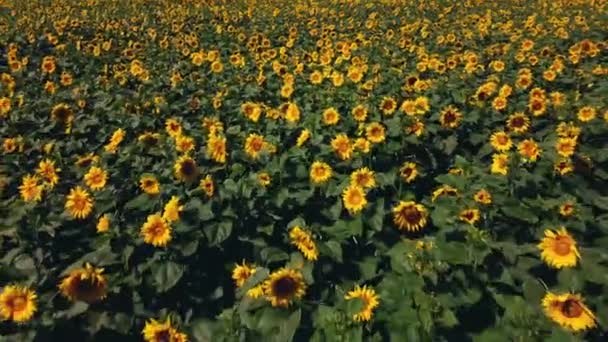 Pesawat tanpa awak terlihat terbang di atas ladang bunga matahari pada hari musim panas yang cerah. — Stok Video