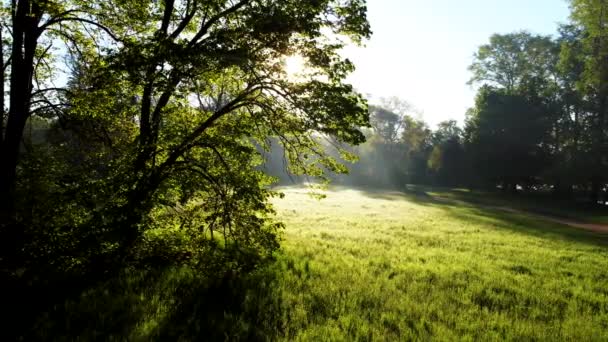 숲 속 의나무와 나무 가지 사이로 햇빛 이비치는 개간지 근처 — 비디오