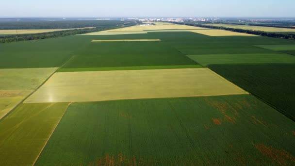 Paysage champs agricoles verts ensemencés avec différentes cultures agricoles — Video