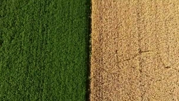 Воздушный беспилотник видит границу между желтым пшеничным полем и зеленым сельскохозяйственным полем — стоковое видео