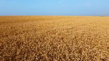 Peyzaj buğday tarlası. Hava aracı görüntüsü. Güneşli bir günde buğday kulakları kapanır.