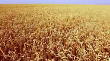 Buğday tarlası. Hava aracı görüntüsü. Güneşli bir günde buğday kulakları kapanır.