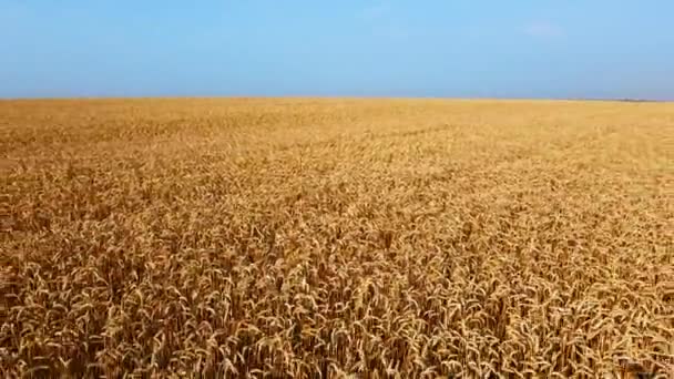 Пейзажное пшеничное поле. Вид с воздушного беспилотника. Пшеничные уши закрываются в солнечный день. — стоковое видео