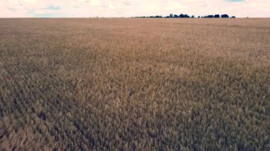 Peyzaj buğday tarlası. Hava aracı görüntüsü. Güneşli bir günde buğday kulakları kapanır.