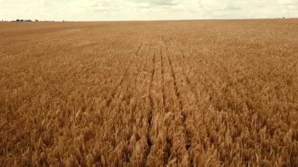 Campo de trigo Paisagem. Vista aérea de drones. As orelhas de trigo fecham no dia ensolarado. — Vídeo de Stock