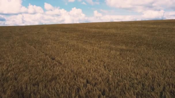Weizenfeld. Drohnen aus der Luft. Weizenohren hautnah an sonnigem Tag. — Stockvideo