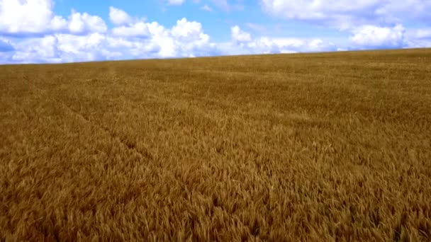 Paisaje Campo de trigo. Vista aérea del dron. Las espigas de trigo se cierran en un día soleado. — Vídeos de Stock