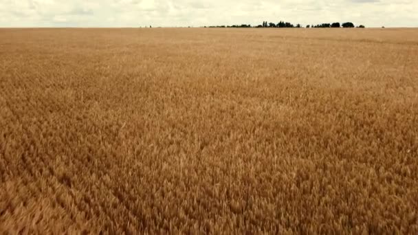 Paisaje Campo de trigo. Vista aérea del dron. Las espigas de trigo se cierran en un día soleado. — Vídeos de Stock