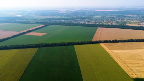 Drone aéreo vista campo de trigo amarelo e campo agrícola verde — Vídeo de Stock