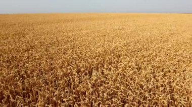 Buğday tarlası. Hava aracı görüntüsü. Güneşli bir günde buğday kulakları kapanır.