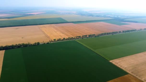 Panoramisch uitzicht op de verschillende landbouwvelden. Delen van gele tarwevelden — Stockvideo