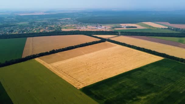 Farklı tarım alanlarının panoramik üst görüntüsü. Sarı buğday tarlası parçaları — Stok video