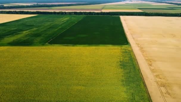 Vista panoramica campo di girasole, grande campo di grano giallo e campi con altri — Video Stock