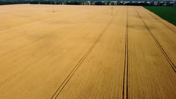 Stort vetefält. Drönaren reser sig. Olika jordbruksfält. Panoramautsikt — Stockvideo