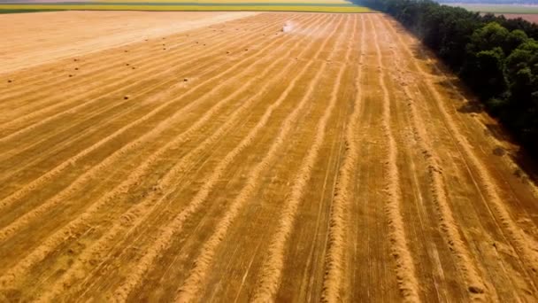 Tracteur à balles de foin. Récolte de foin de tracteur en balles dans le champ par une journée ensoleillée. — Video