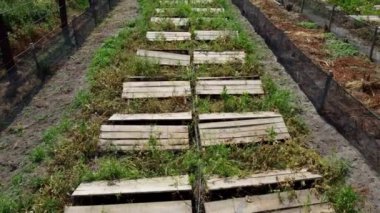 Salyangoz çiftliği. Salyangozların salyangoz çiftliğinde yetiştiği tahtalar..