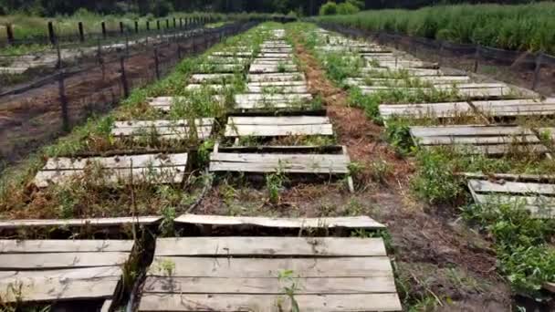 Schneckenhof. Bretter, auf denen Schnecken auf einer Schneckenfarm aus nächster Nähe wachsen. — Stockvideo