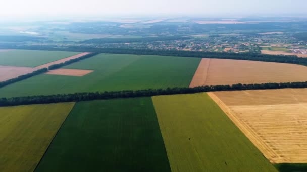 다른 농경지를 한눈에 볼 수있었다. 노란 밀밭의 일부 — 비디오