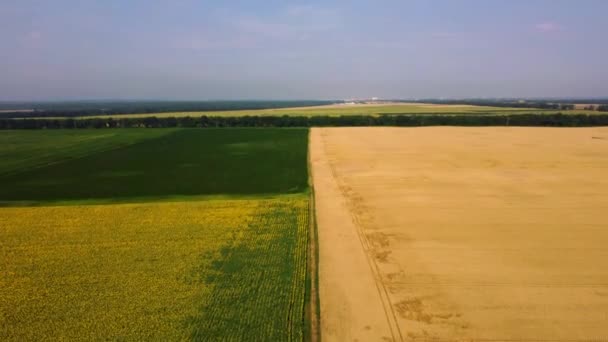 Campo de girassol vista panorâmica, grande campo de trigo amarelo e campos com outros — Vídeo de Stock