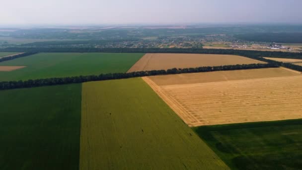 Campo di grano e diversi campi agricoli. Vista panoramica dall'alto. — Video Stock