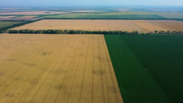 Un gran campo de trigo. Diferentes campos agrícolas. Vista panorámica — Vídeos de Stock