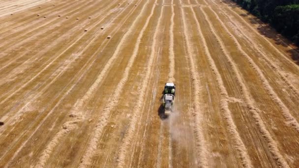 Tracteur à balles de foin. Récolte de foin de tracteur en balles dans le champ par une journée ensoleillée. — Video