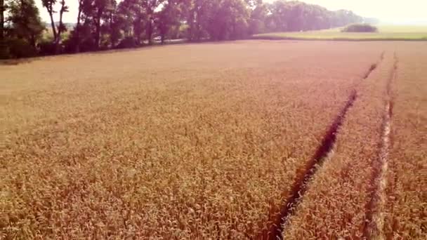 Пташине пшеничне поле. Вид на повітряний безпілотник. Пшеничні вуха крупним планом в сонячний день . — стокове відео