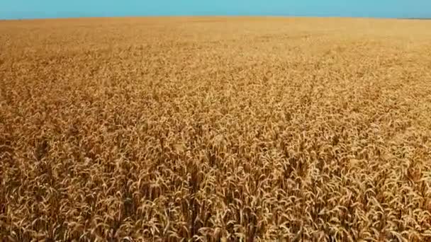 Avión no tripulado vista vuelo sobre campo de trigo amarillo maduro. — Vídeos de Stock