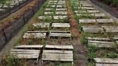 Salyangoz çiftliği. Açık havada salyangoz çiftliğinde salyangozların yetiştiği üst manzara tahtaları..