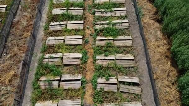 Φάρμα σαλιγκαριών. σανίδες στις οποίες φύονται σαλιγκάρια σε ιχθυοτροφείο σαλιγκαριών — Αρχείο Βίντεο