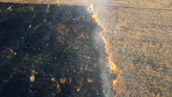 Flygdrönare Visa över bränna torrt gräs och rök i fält. Flamma och öppen eld — Stockfoto