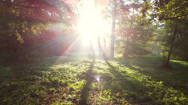 Drone View Sonne scheint zwischen grünen Bäumen an einem Sommermorgen im Wald. — Stockfoto