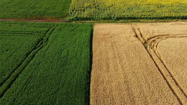 Vue aérienne du drone frontière entre le champ de blé jaune et le champ agricole vert — Photo