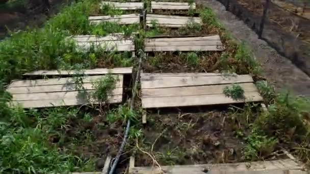 Une ferme d'escargots. planches sur lesquelles poussent les escargots dans une ferme d'escargots gros plan. — Video