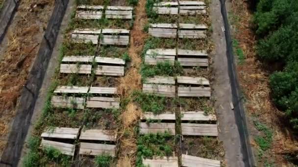 Slakkenboerderij. planken waarop slakken groeien op een slakken boerderij — Stockvideo