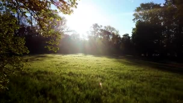 El sol brilla en el bosque a través de los árboles y ramas de los árboles cerca de un claro — Vídeo de stock