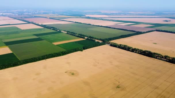 Большое пшеничное поле. Дрон поднимается. Различные сельскохозяйственные поля. — стоковое видео