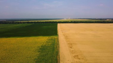 Panoramik manzara ayçiçeği tarlası, büyük sarı buğday tarlası ve diğer tarlalar