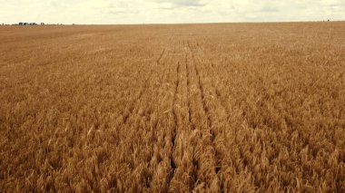 Peyzaj buğday tarlası. Hava aracı görüntüsü. Güneşli bir günde buğday kulakları kapanır.
