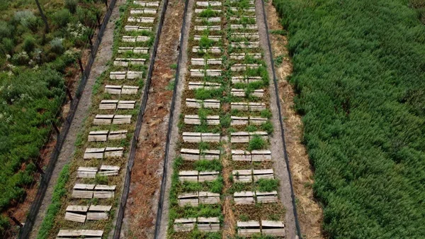 Granja de caracoles. tableros en los que los caracoles crecen en una granja de caracoles —  Fotos de Stock