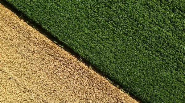 Vue aérienne du drone frontière entre le champ de blé jaune et le champ agricole vert — Photo