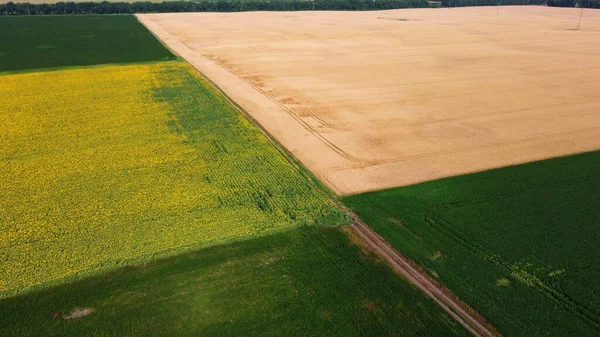 Panoramablick Sonnenblumenfeld, große gelbe Weizenfeld und Felder mit anderen — Stockfoto