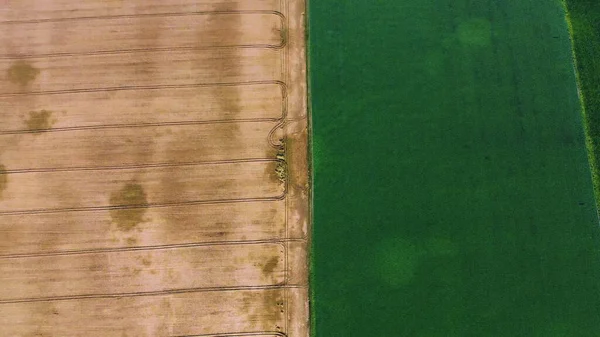 Letecký dron vidět hranici mezi žluté pšenice pole a zelené zemědělské pole — Stock fotografie