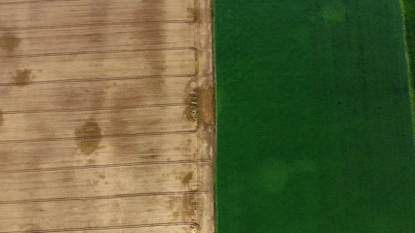 Letecký dron vidět hranici mezi žluté pšenice pole a zelené zemědělské pole — Stock fotografie