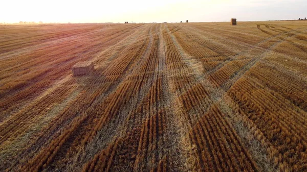 Letecký bezpilotní let nad stébly sekané pšenice na pšeničném poli — Stock fotografie