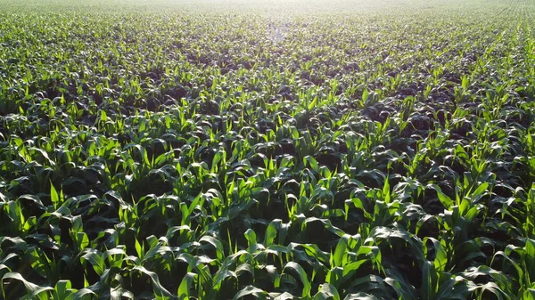 Flyger över gröna toppar av unga majs groddar på solig morgon. — Stockfoto