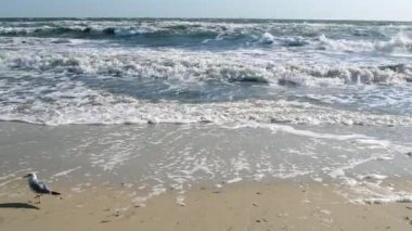 Fırtınalı deniz. Güneşli bir günde kumsalda fırtınalı deniz dalgaları. Martı kuşu.